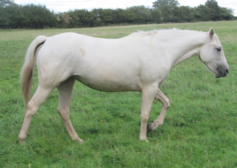 Quarter Horse mare, Wilden Dawn Arrival